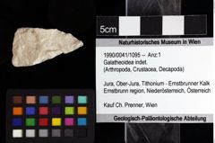 Foto (Objket + Etiketten) von Galatheoidea indet. 